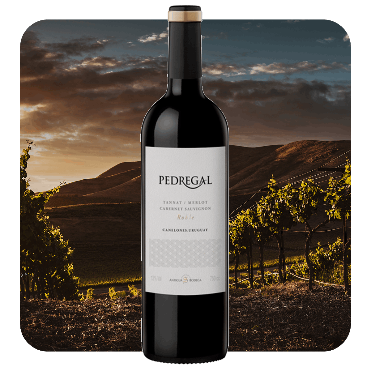 Pedregal Cabernet Sauvignon