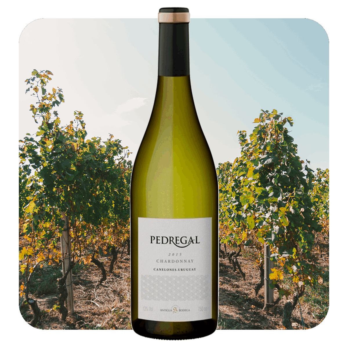 Pedregal Chardonnay