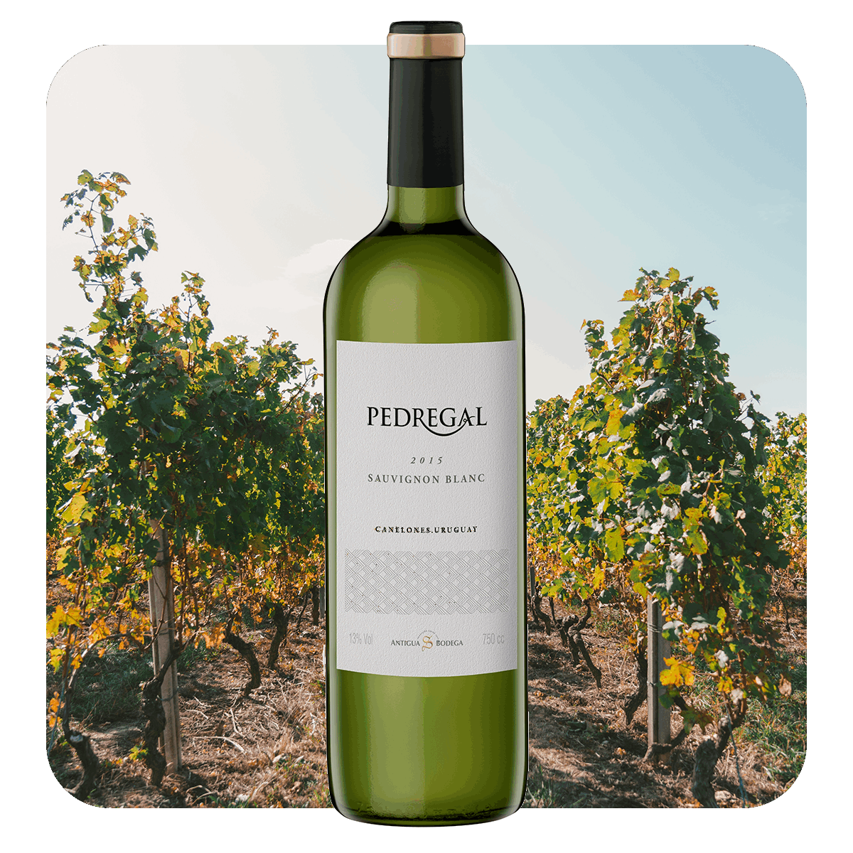 Pedregal Sauvignon Blanc